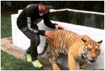  hemilton prodolzhaet razvlekat sya s tigrami
