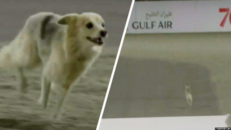 В Бахрейне нашли собаку, которая прервала вторую тренировочную сессию